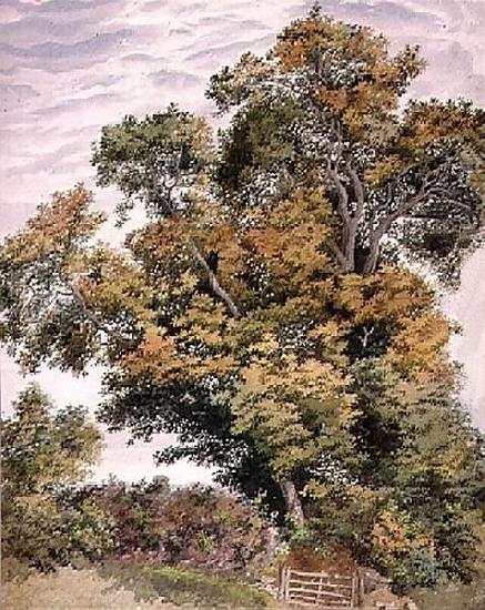 Thomas frederick collier Study of an Oak Tree France oil painting art